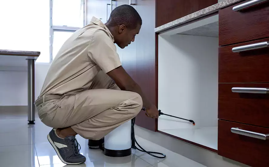 Our Proven Flea Infestation Treatment in Southlake