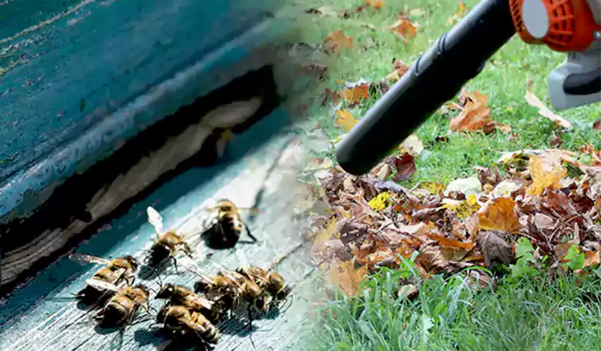 Wasps Pest Control Southlake, TX