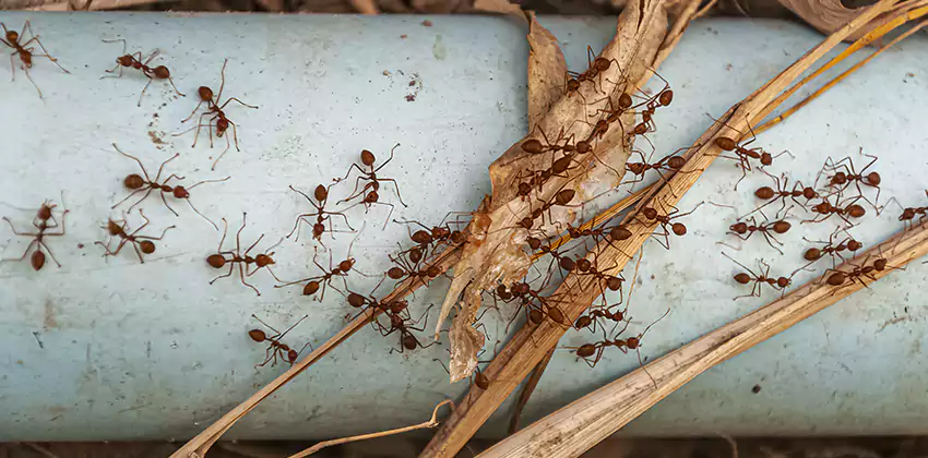 Fire Ant Extermination in Yards, Parks, and Outdoor Spaces Southlake, TX