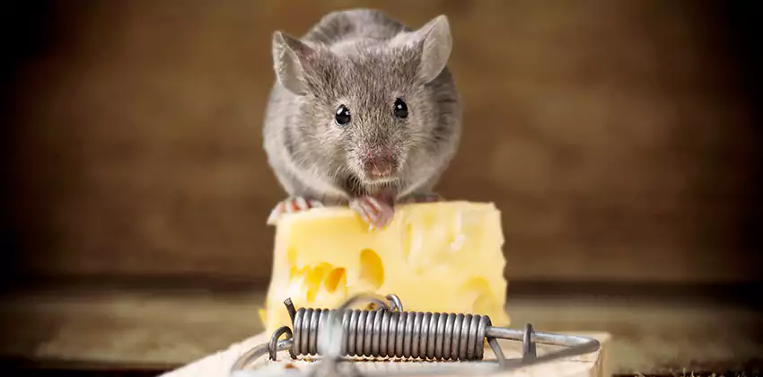 Mice Extermination for Bedrooms in Southlake, TX