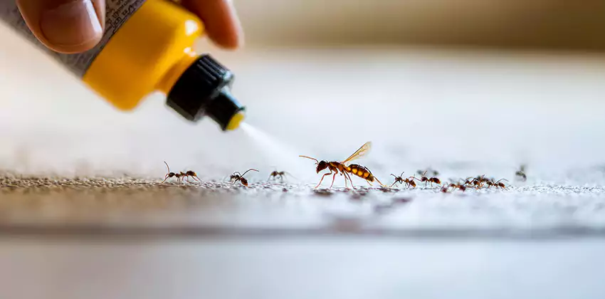 Pest Extermination for Bedrooms in Southlake, TX