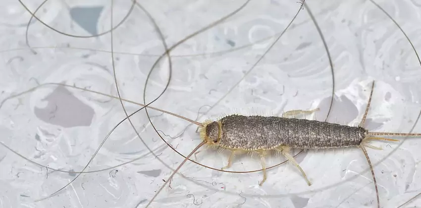Silverfish Control for Bedrooms Southlake, TX