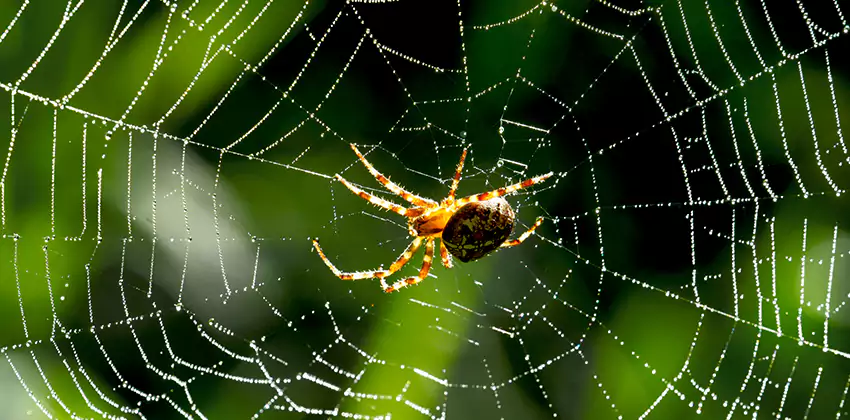 Organic and Chemical Spider Control Options Southlake, TX
