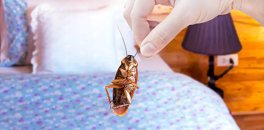 Thrips Treatment for Bedrooms Southlake, TX