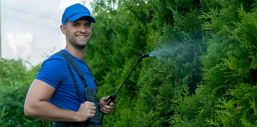 wasp-pest-control in Southlake, TX