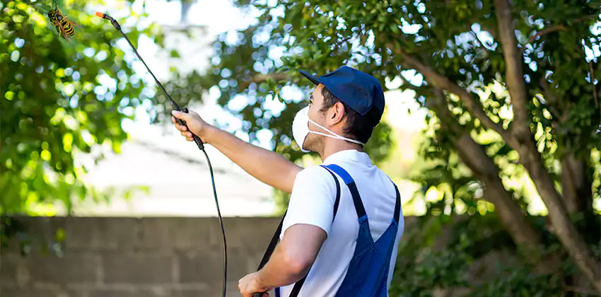 yellow-jacket-exterminator in Southlake, TX