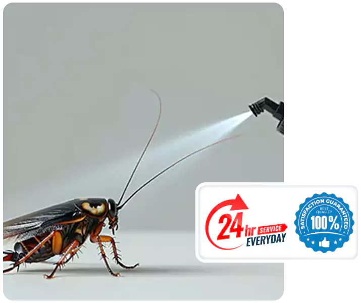 About Cockroach Pest Control Southlake